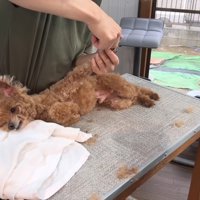 すぐに大人しくなります