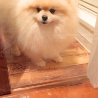立ち止まるモチちゃん