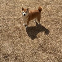 原っぱに立つ犬