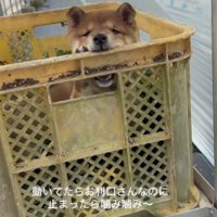 いたずらっ子に♪