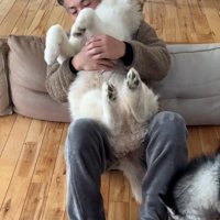 飼い主の膝の上で仰向けになる茶色い犬