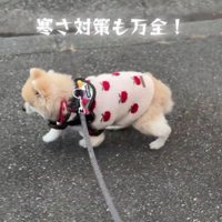 せつ子ちゃんは17歳