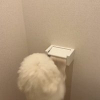 トイレットペーパーに前足をかける犬
