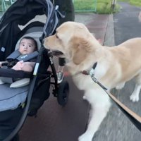 とにかく赤ちゃんが気になるようです