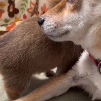 母犬の方へ近づく子犬