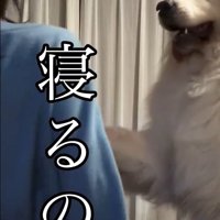 ママに寝てほしいシェリーちゃん