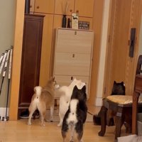 ドアを見つめる4匹の犬