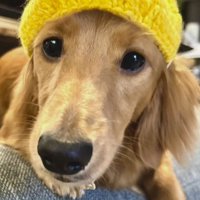 レモンの帽子をかぶったカニヘンダックスフンド