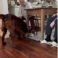 大型犬のトワくんが…