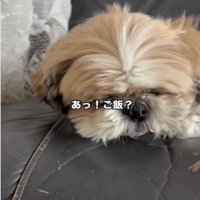 顔を起こす犬