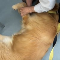 昼寝をする犬