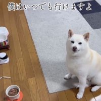 柴犬の銀くん