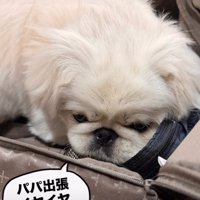 伏せる犬