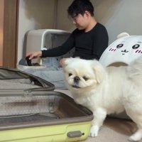 振り返る犬