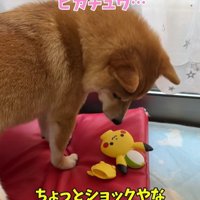 おもちゃが壊れて悲し気な柴犬