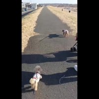 お散歩に行くのも一緒