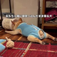 おもちゃ箱に頭を入れて伏せる犬