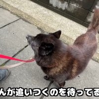 女の子の足が止まった時は待ってくれます