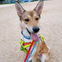 風ちゃんの日常4