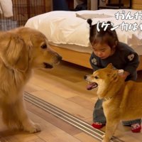 「わんわん！」