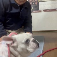人のそばにいる犬