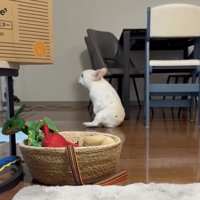 体を横に向ける犬