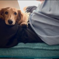 飼い主さんにくっつくパンナちゃん