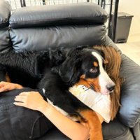 犬に乗っかられながらソファで眠る女性