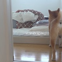 ふたたびママの元へ行くはちくん