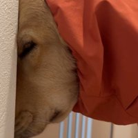 お散歩に誘っても…