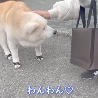 柴犬に近づく男の子
