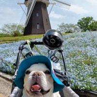 花畑を楽しむ犬