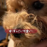 姉夫婦の愛犬、つくしちゃん