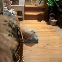 催促するるるちゃん