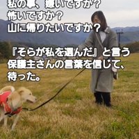 リードを付けられて草むらを走り回る犬
