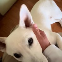 落ち着いたチム2くん