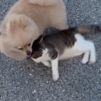 寝転がる猫