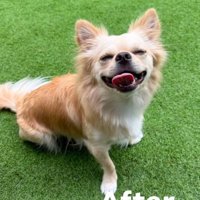 目を細めて笑うチワワ