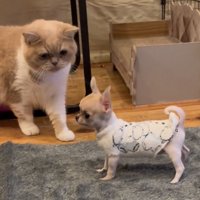 洋服姿で猫と向き合う犬