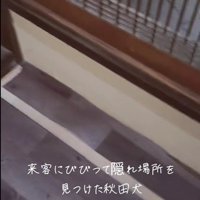 お客さんが来た時のひめちゃん