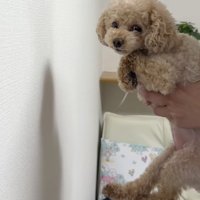 「なにがしたいのかな…」