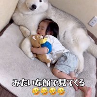 犬を枕にして眠る男の子4