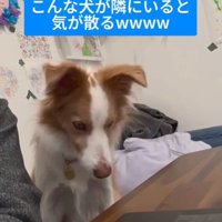 勉強中に隣にきたラスカルくん3