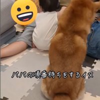 飼い主の取り合いをする赤ちゃんと柴犬
