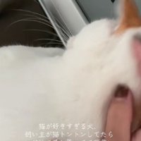 猫をトントンしていたら…