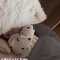 ベッドで寝る赤ちゃんを見守る犬の後ろ姿