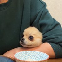 見つめる犬1