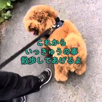 犬の散歩係を申し出る女の子
