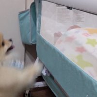 モチちゃん登場！