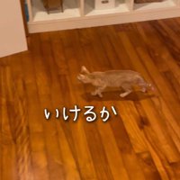 犬のあとを追って部屋の入り口へ向かう子猫